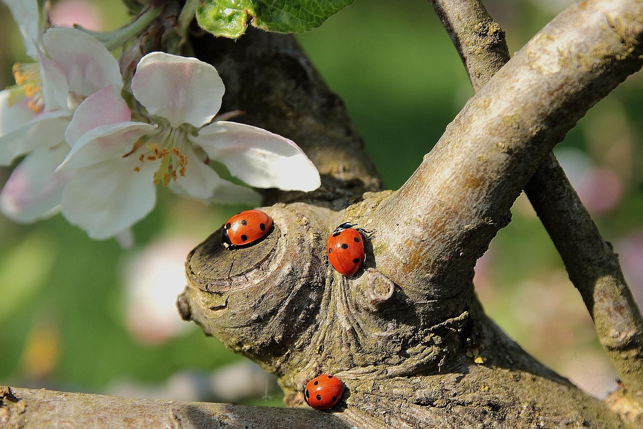 ladybug, apple blossom, branch, ladybug, ladybug, ladybug, ladybug, ladybug, apple blossom