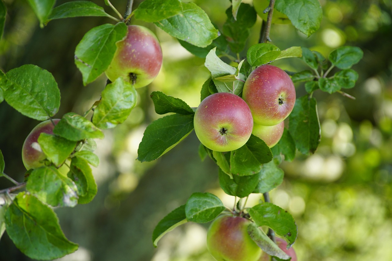 apples, apple tree, ripe apples, autumn, fall, organic, seasonal, apples, apples, apples, apples, apples, apple tree, apple tree, apple tree, apple tree, organic, organic, organic, organic