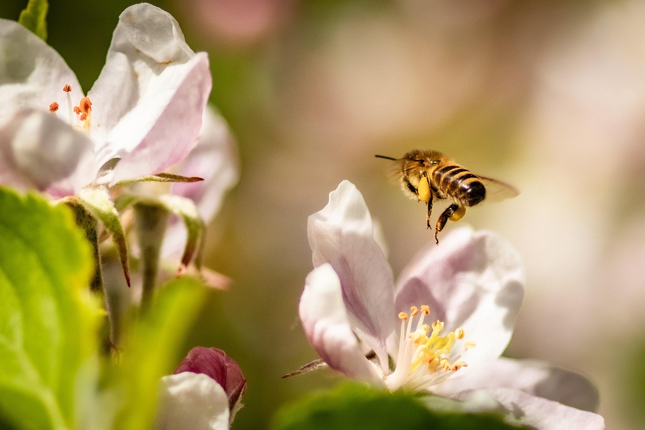 bee, flower background, apple blossom, flowers, beautiful flowers, honey bee, flower wallpaper, insect, flying, pollination, plant, apple tree, spring, garden, nature, closeup