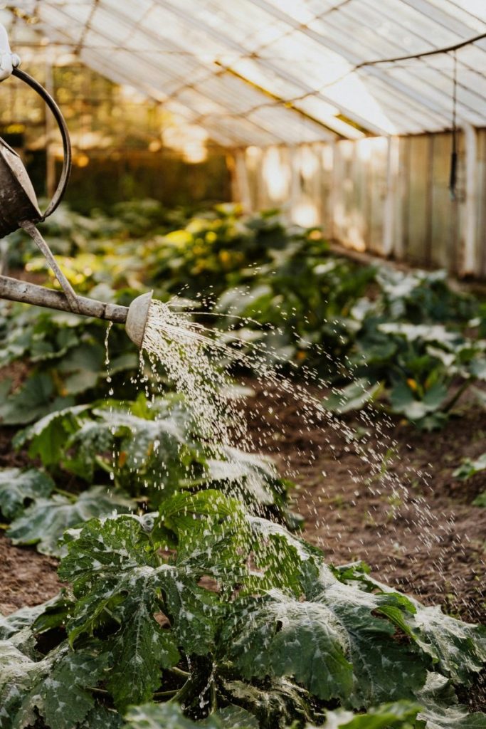A watering can sprays water over lush green plants in a sunlit greenhouse setting.