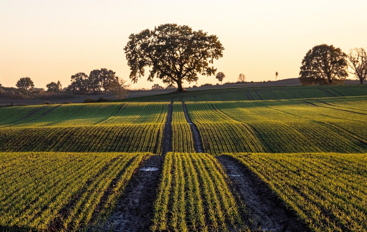 field, tree, tractor tracks, meadow, dirt road, fall, nature, landscape