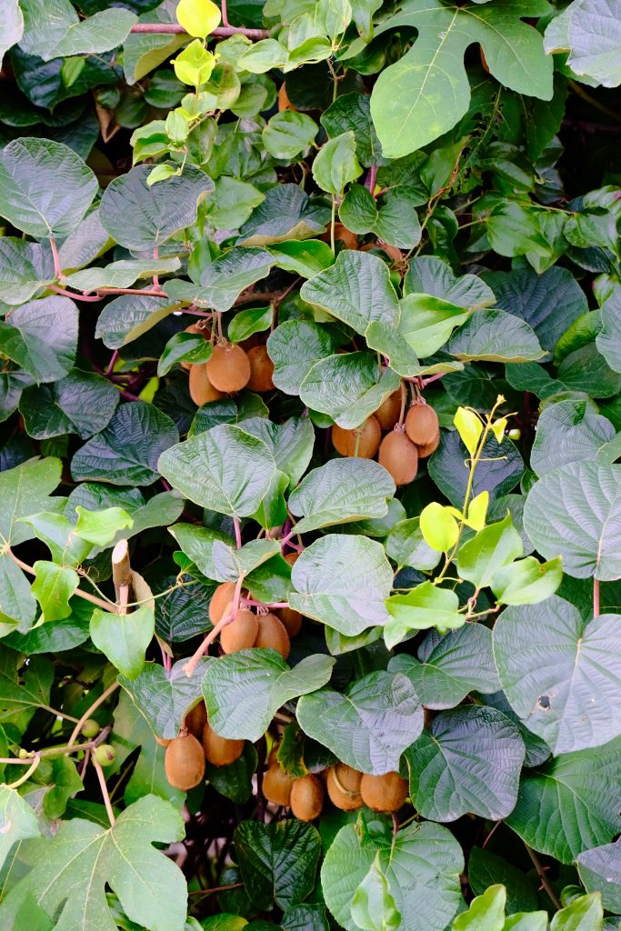 Vibrant kiwi fruits hanging on verdant vines in a natural setting, ready for harvest.